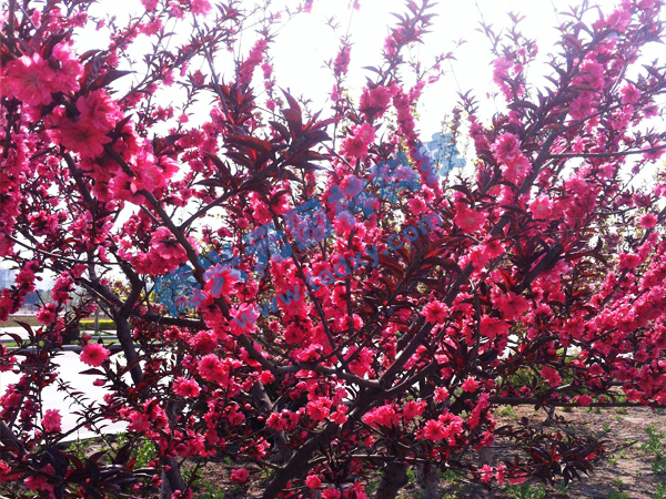 c(din)鿴Ԕ(x)Ϣ(bio)} xΔ(sh)2217