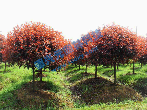 c鿴ԔϢ}t~ʯ骘 xΔ2592