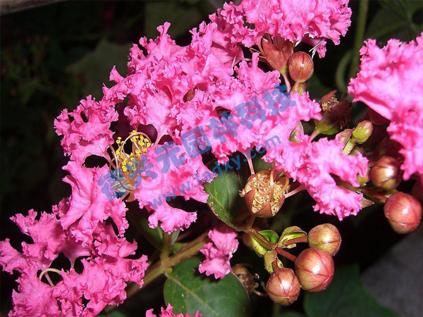 c(din)鿴Ԕ(x)Ϣ(bio)}ޱ xΔ(sh)1755