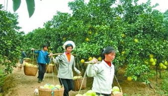 生鮮農(nóng)產(chǎn)品冷鏈如何通過農(nóng)業(yè)基礎(chǔ)設(shè)施建設(shè)離消費(fèi)者更近