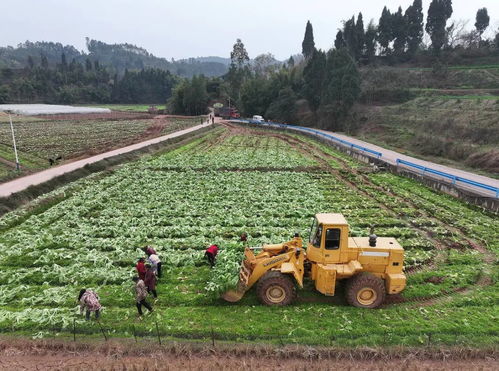 劍峰鎮 600余畝青菜批量上市 鋪就農戶增收路
