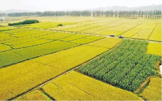 強(qiáng)化政策多渠道扶持 河南省高標(biāo)準(zhǔn)農(nóng)田建設(shè)的戰(zhàn)略布局